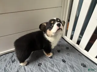 Welsh Corgi Pembroke dogs for sale: Welsh Corgi Pembroke Puppy 2 - Ad 1
