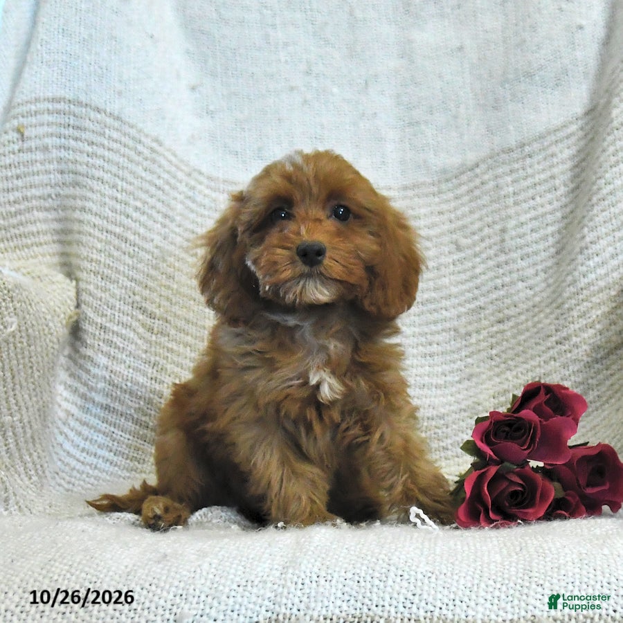 Cockapoo dogs for sale: Mabel - Ad 1