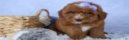Mini Goldendoodle dogs for sale: 🐾 Meet Natasha – F2B Mini Goldendoodle Puppy 🐾 - Ad 6