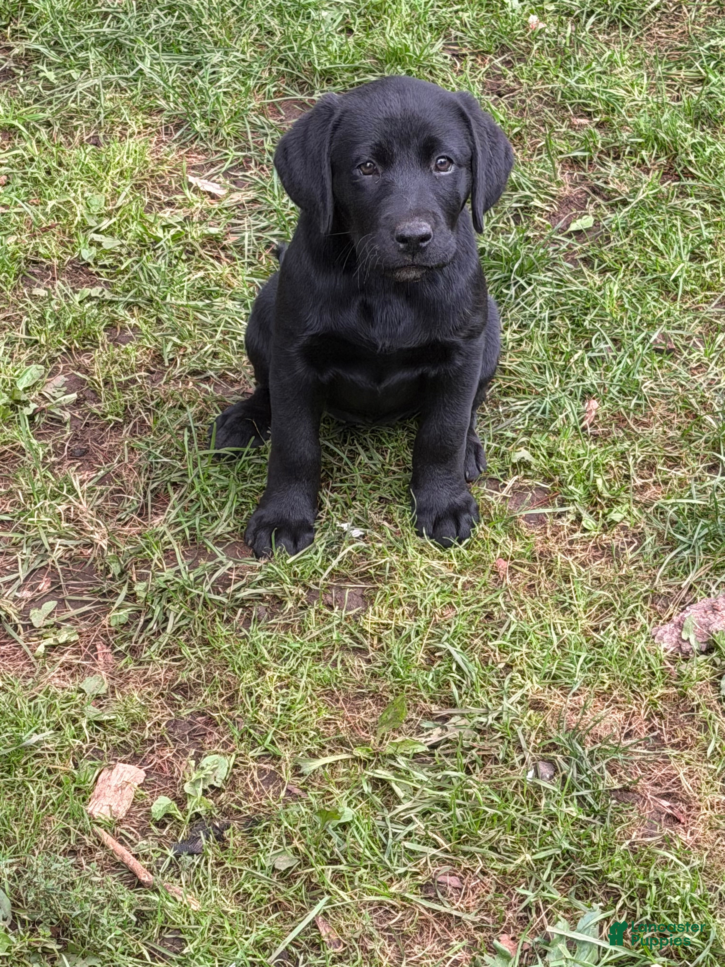Labrador Retriever dogs Purple collar  - Ad 2