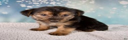 Morkie dogs for sale: Baxter - Ad 4