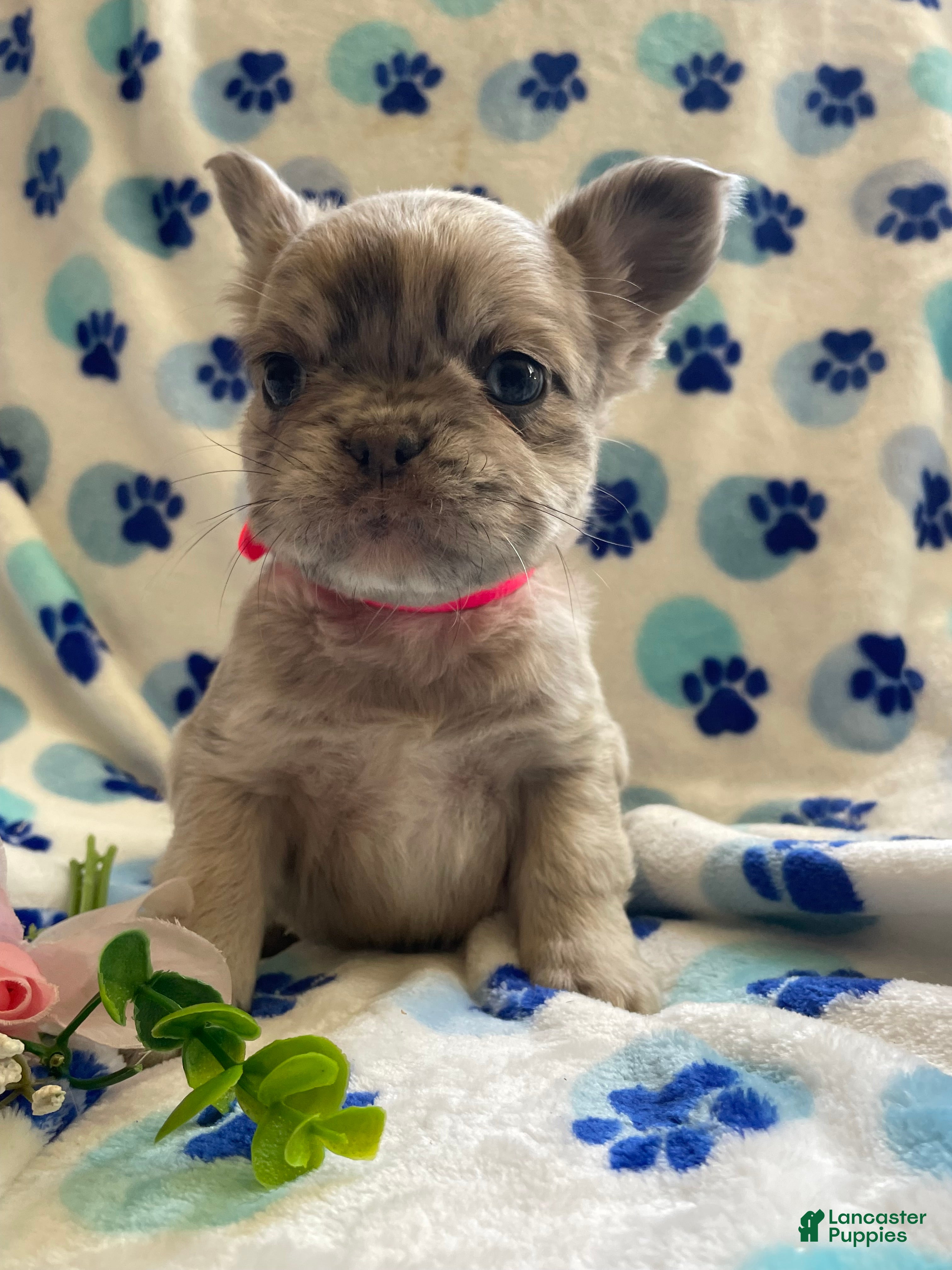 French Bulldog dogs Zoey LONG HAIRED - Ad 42