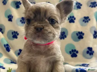 French Bulldog dogs Zoey LONG HAIRED - Ad 42