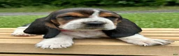 Basset Hound dogs for sale: Annabelle - Ad 7