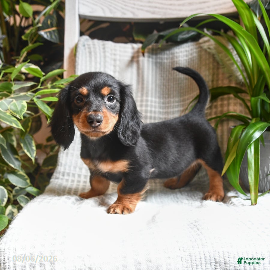 Miniature Dachshund dogs Cocoa - Ad 1