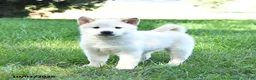 Shiba Inu dogs for sale: Gus - Ad 1