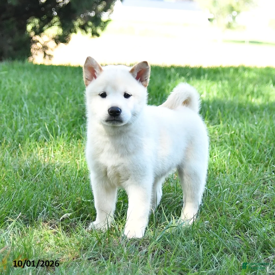 Shiba Inu dogs for sale: Gus - Ad 1