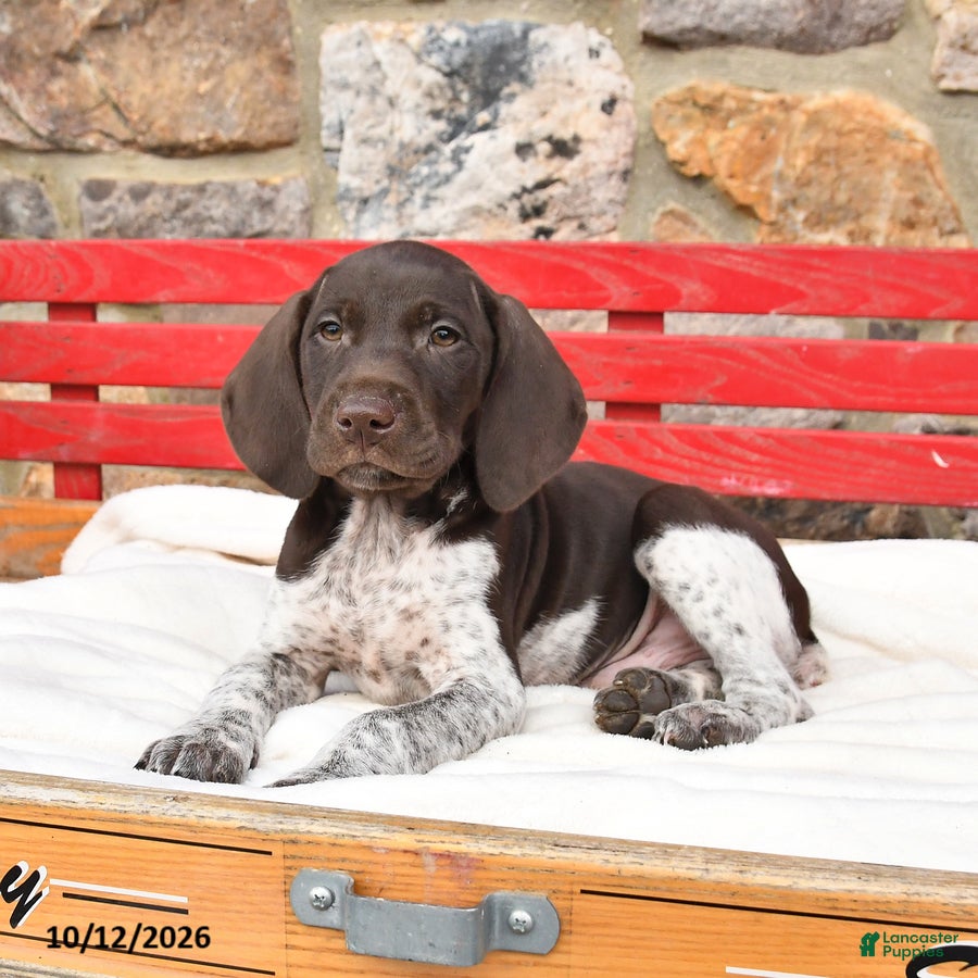 German Shorthaired Pointer dogs for sale: Melon   - Ad 1