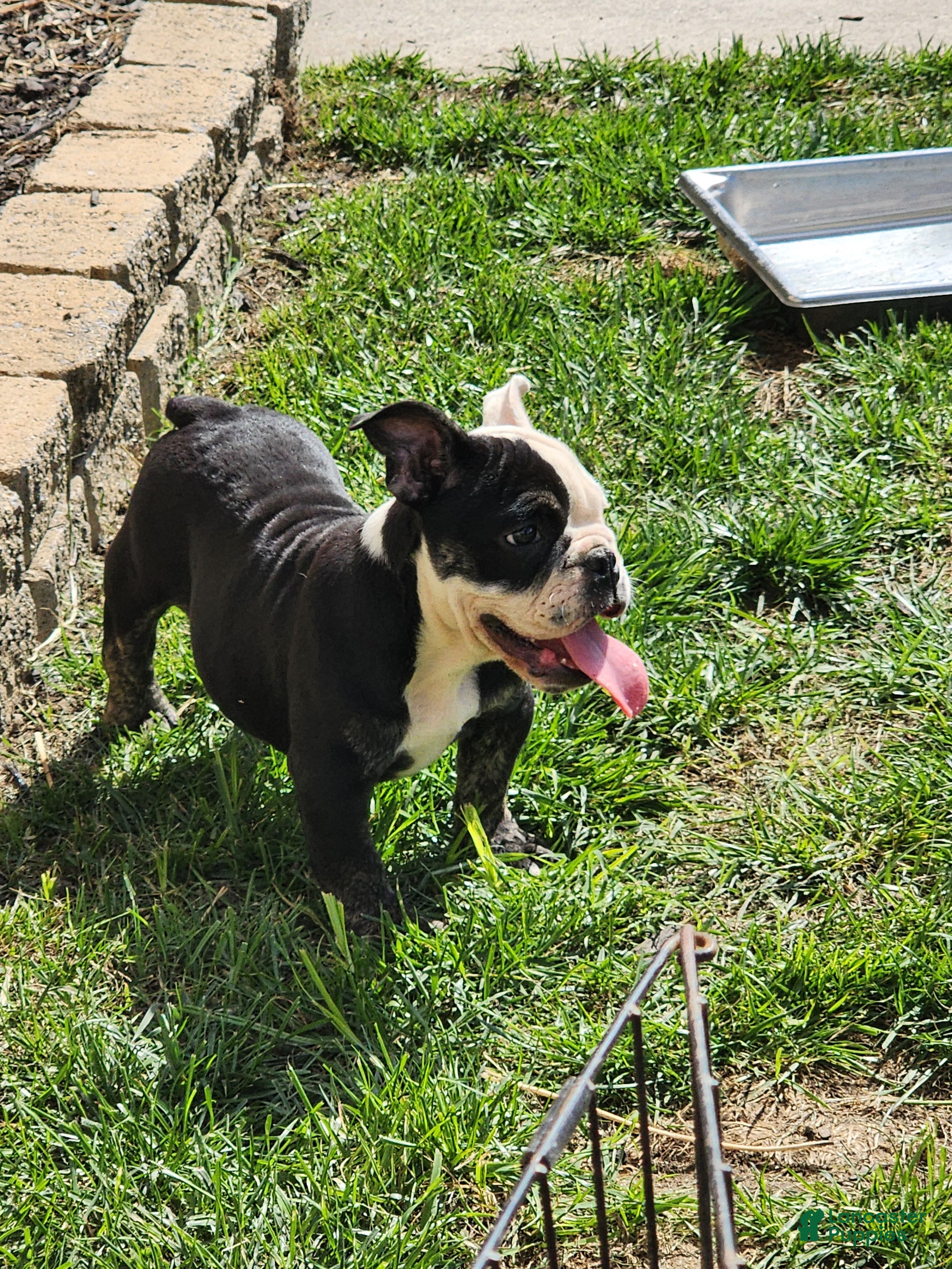 English Bulldog dogs Big Mamma - Ad 37