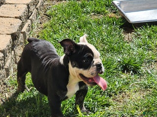 English Bulldog dogs Big Mamma - Ad 37