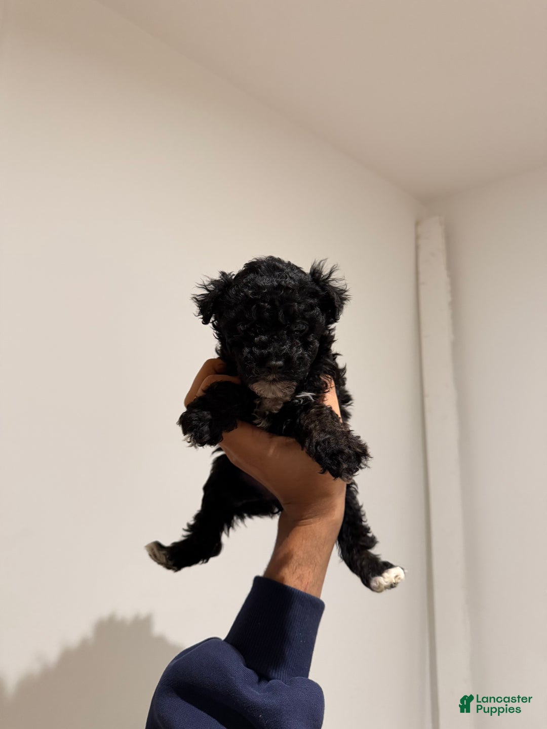 Toy Poodle dogs for sale: Danny teacup - Ad 11