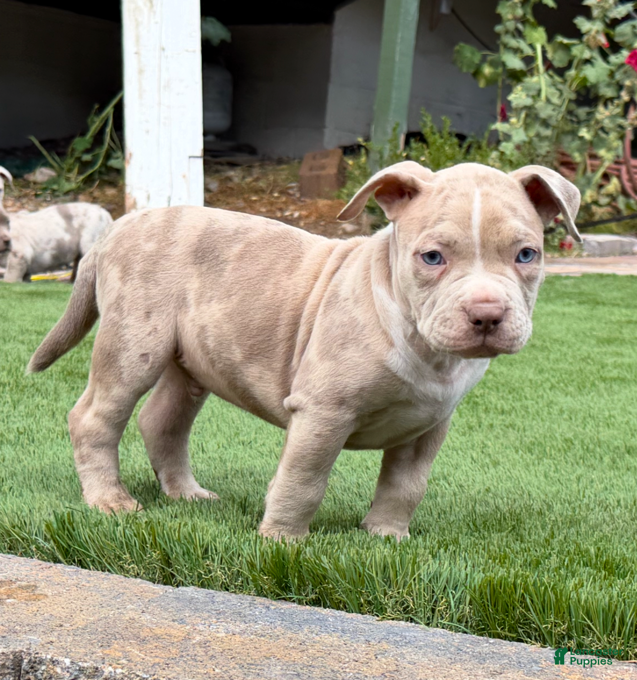 American Bully dogs "ICE CUBE" BLUE MERLE - Ad 6