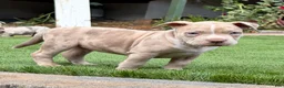 American Bully dogs for sale: "ICE CUBE" BLUE MERLE - Ad 1