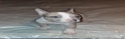 American Bully dogs for sale: American Bully 2 - Ad 4