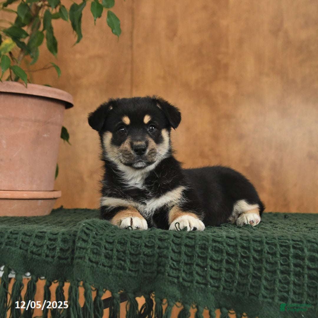 Welsh Corgi Pembroke dogs for sale: Glitter - Ad 3