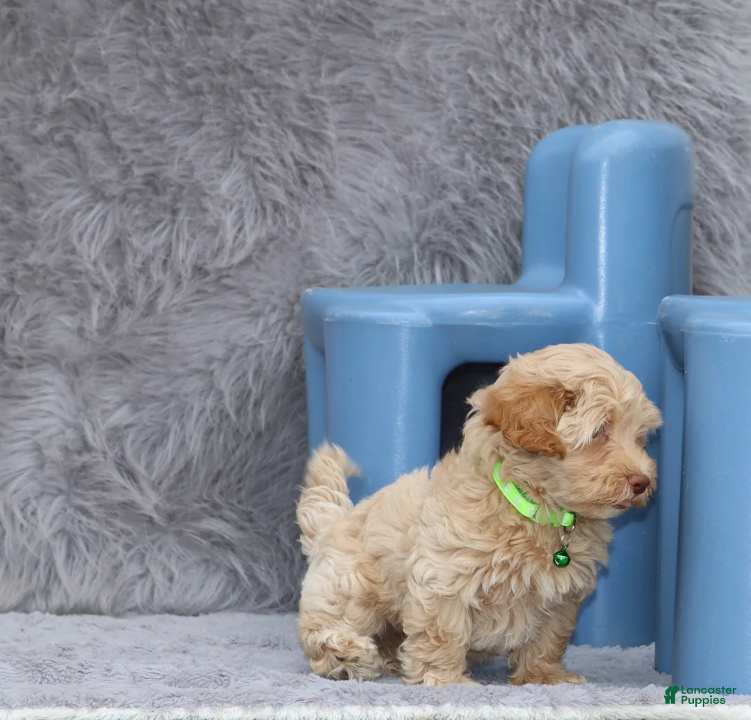 Havapoo dogs for sale: Addie 👨‍👨‍👦‍👦💞🐕Miniature - Ad 7