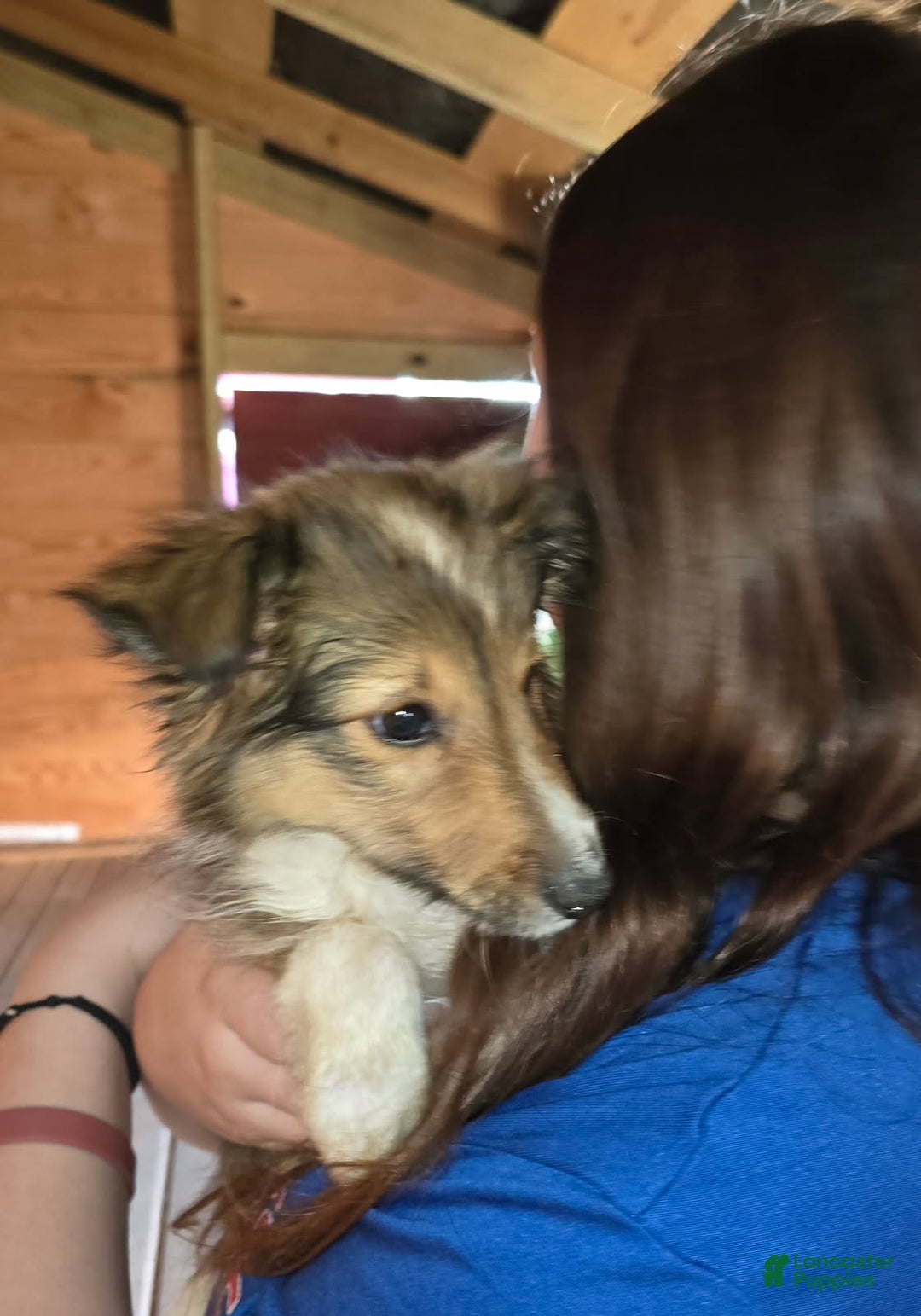 Shetland Sheepdog dogs for sale: Shelly - Ad 4