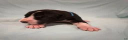 Great Dane dogs for sale: Independence - Ad 2
