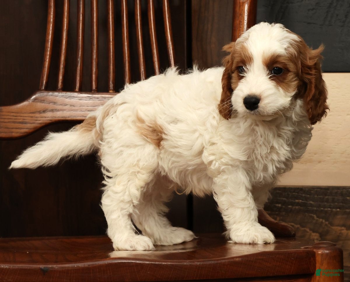 Cavapoo dogs Fetch - Ad 2