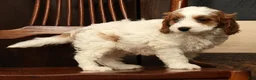 Cavapoo dogs for sale: Fetch - Ad 2