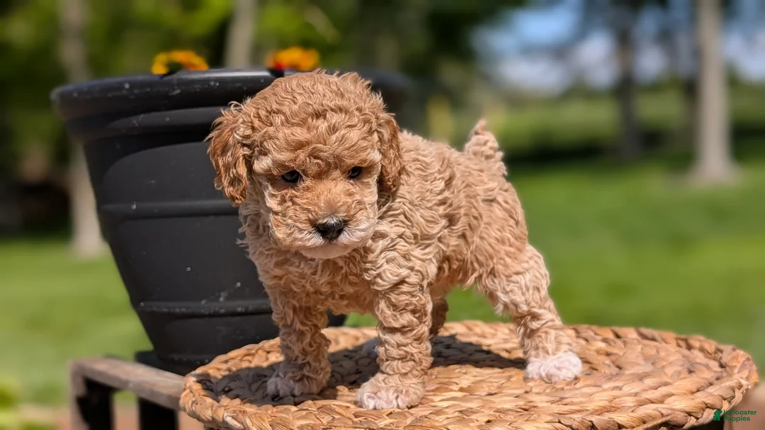 Miniature Poodle dogs for sale: Malia - Ad 2