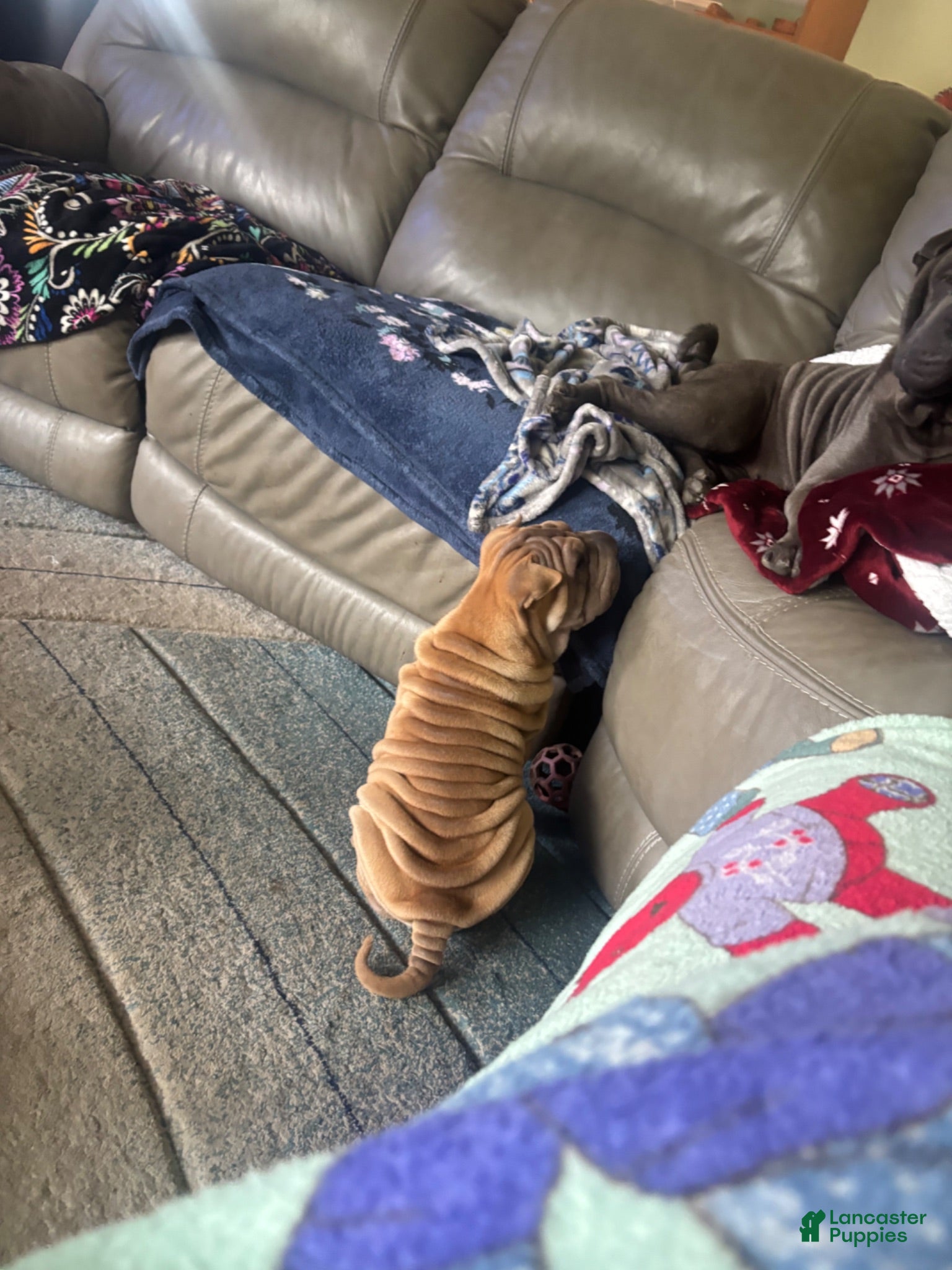 Shar Pei dogs Shar Pei 2 - Ad 5