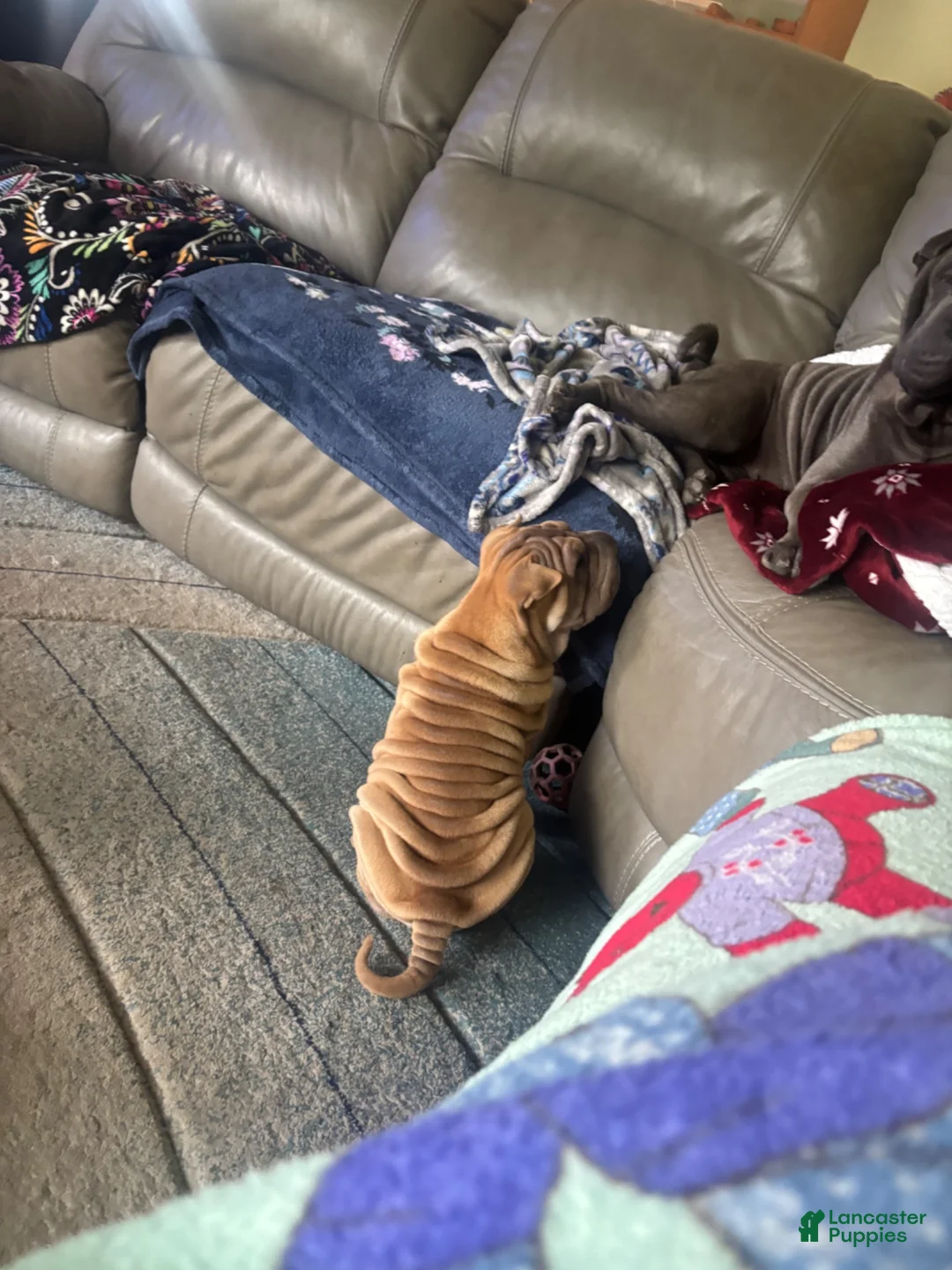 Shar Pei dogs for sale: Shar Pei 2 - Ad 1