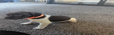 German Shorthaired Pointer Puppy 5