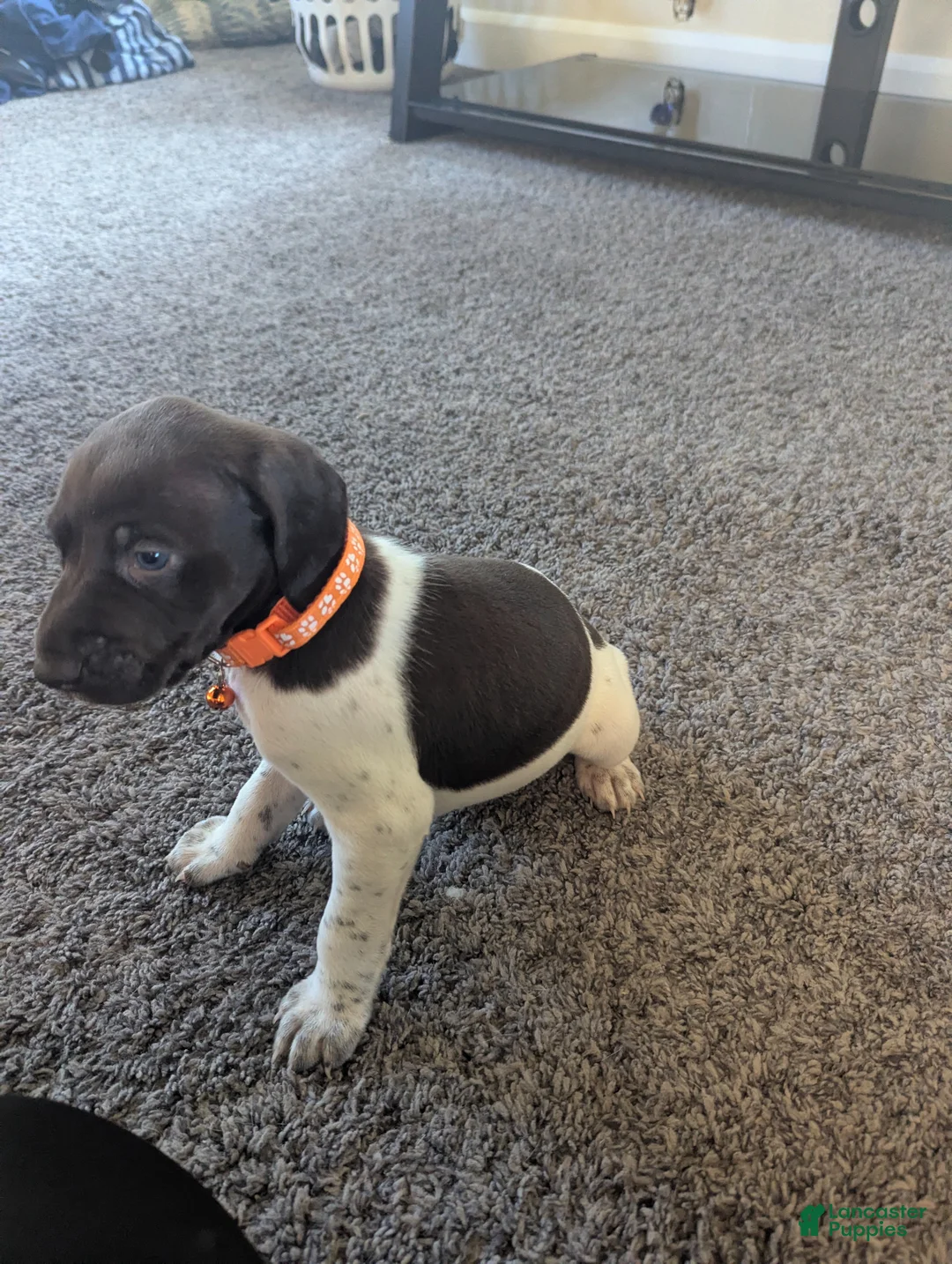 German Shorthaired Pointer dogs for sale: German Shorthaired Pointer Puppy 5 - Ad 1
