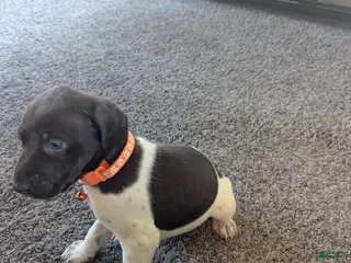 German Shorthaired Pointer dogs German Shorthaired Pointer Puppy 5 - Ad 13