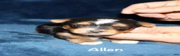 Yorkshire Terrier dogs for sale: Allen - Ad 5
