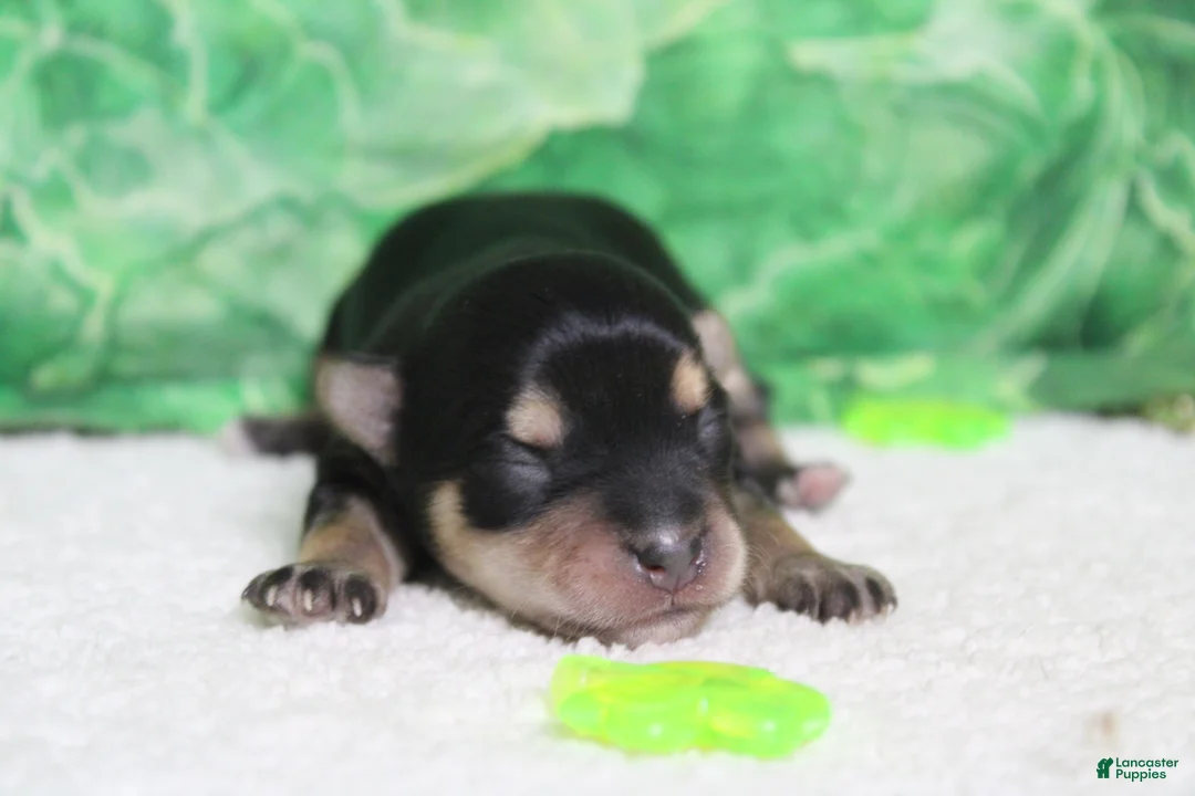 Morkie dogs for sale: Everly  - Ad 2