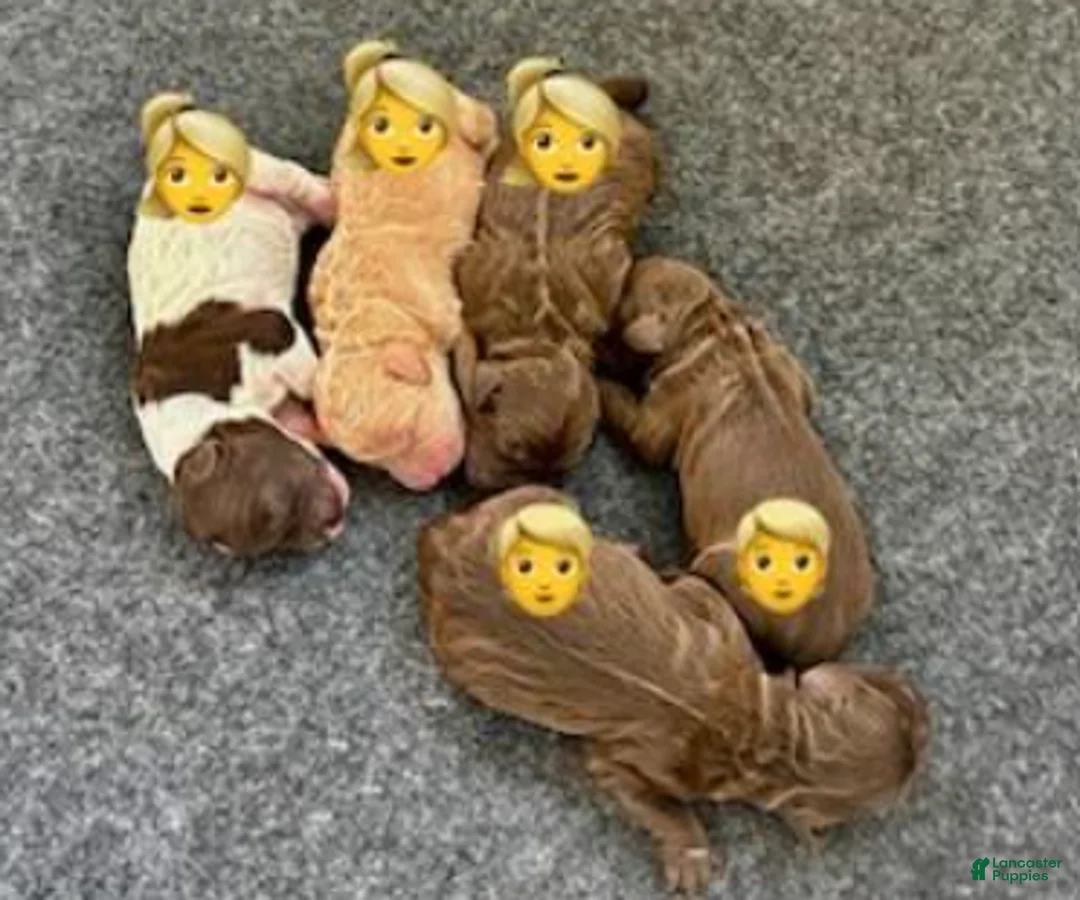 Australian Labradoodle dogs for sale: Australian Labradoodle Male 1 - Ad 1