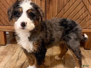 Mini Bernedoodle dogs 💚 IN BOSTON MASSACHUSETTS AREA 💚 BLUE MERLE TRI COLOR BOY 💚 MINI BERNEDOODLE 💚 - Ad 4