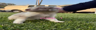 Australian Shepherd Puppy 8