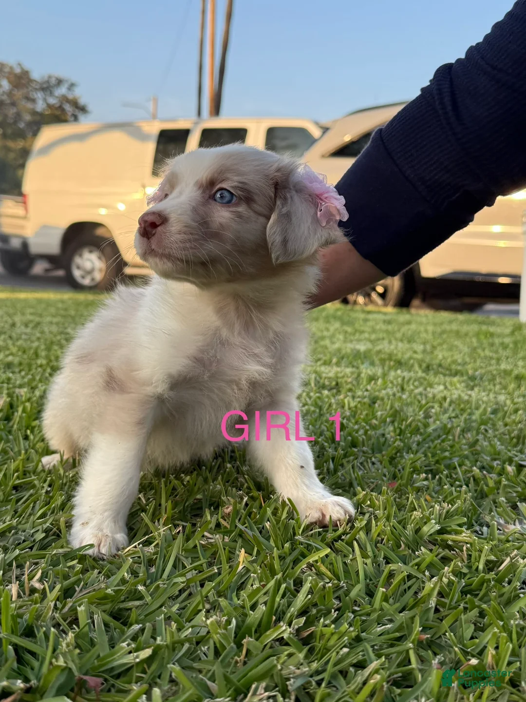 Australian Shepherd dogs for sale: Australian Shepherd Puppy 8 - Ad 1