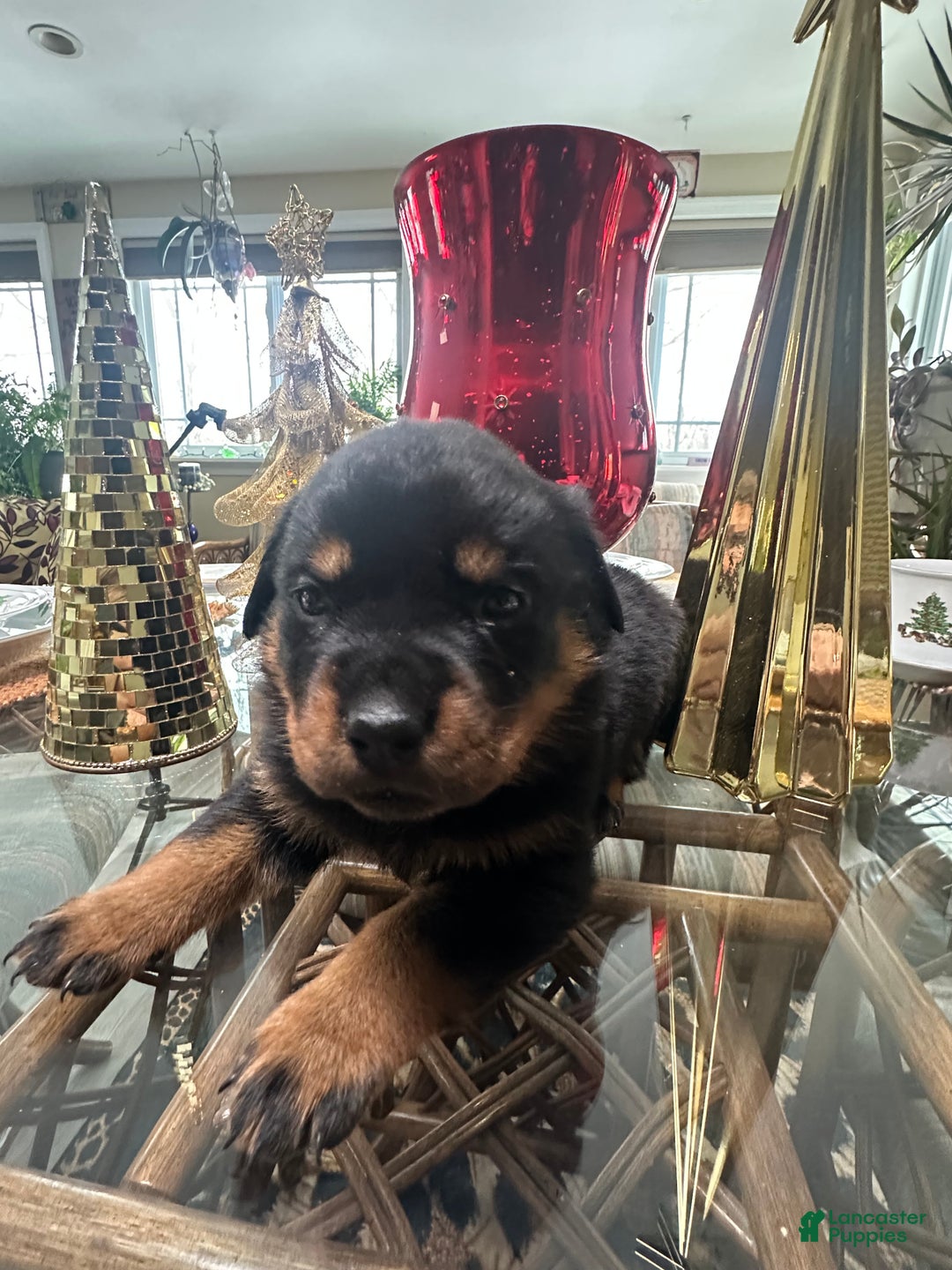 Rottweiler dogs for sale: Hemi  - Ad 2