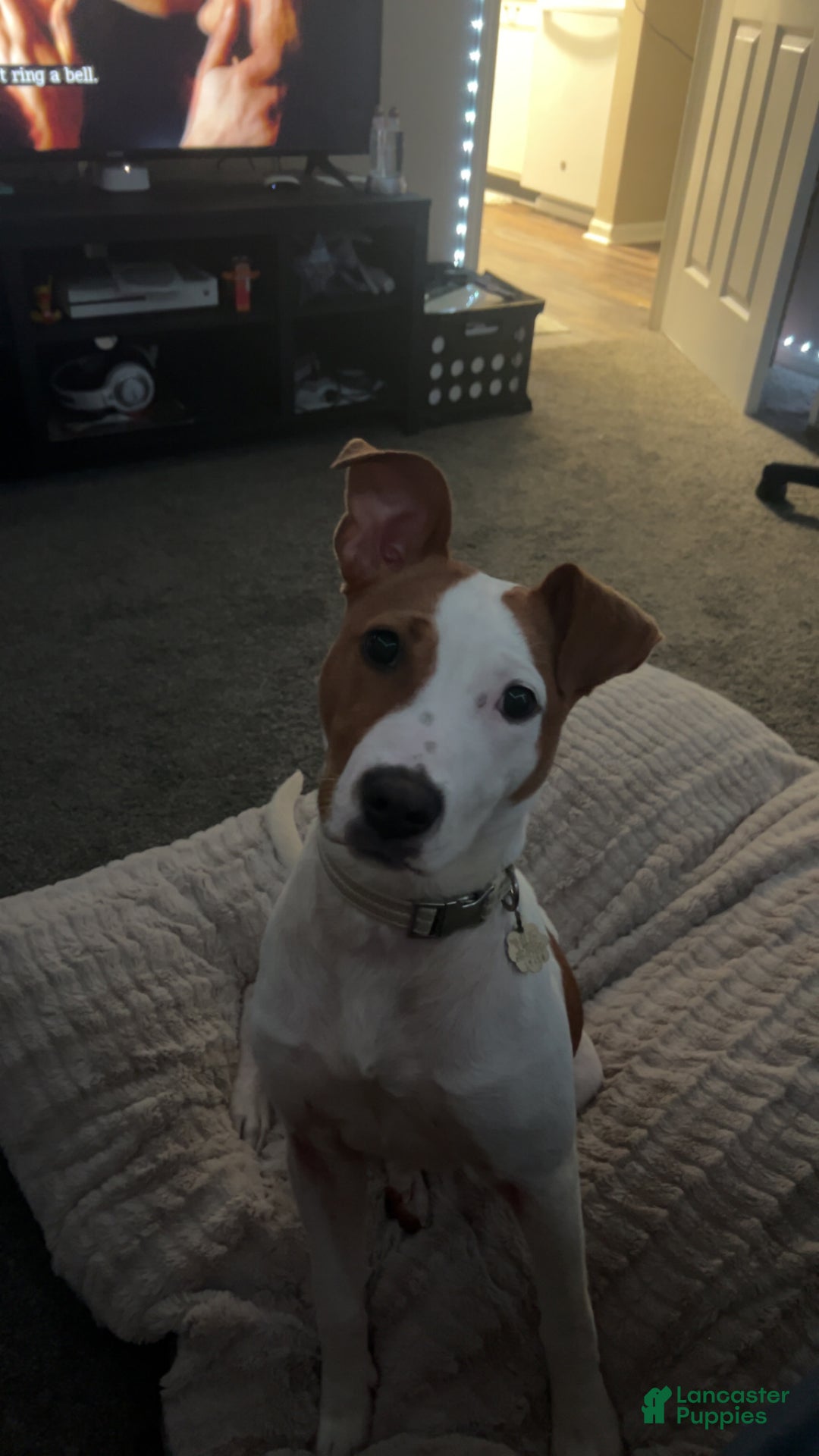 American Pit Bull Terrier dogs for sale: American Pit Bull Terrier Puppy 1 - Ad 4