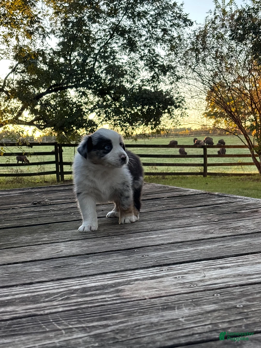 Australian Shepherd dogs for sale: Australian Shepherd 8 - Ad 2