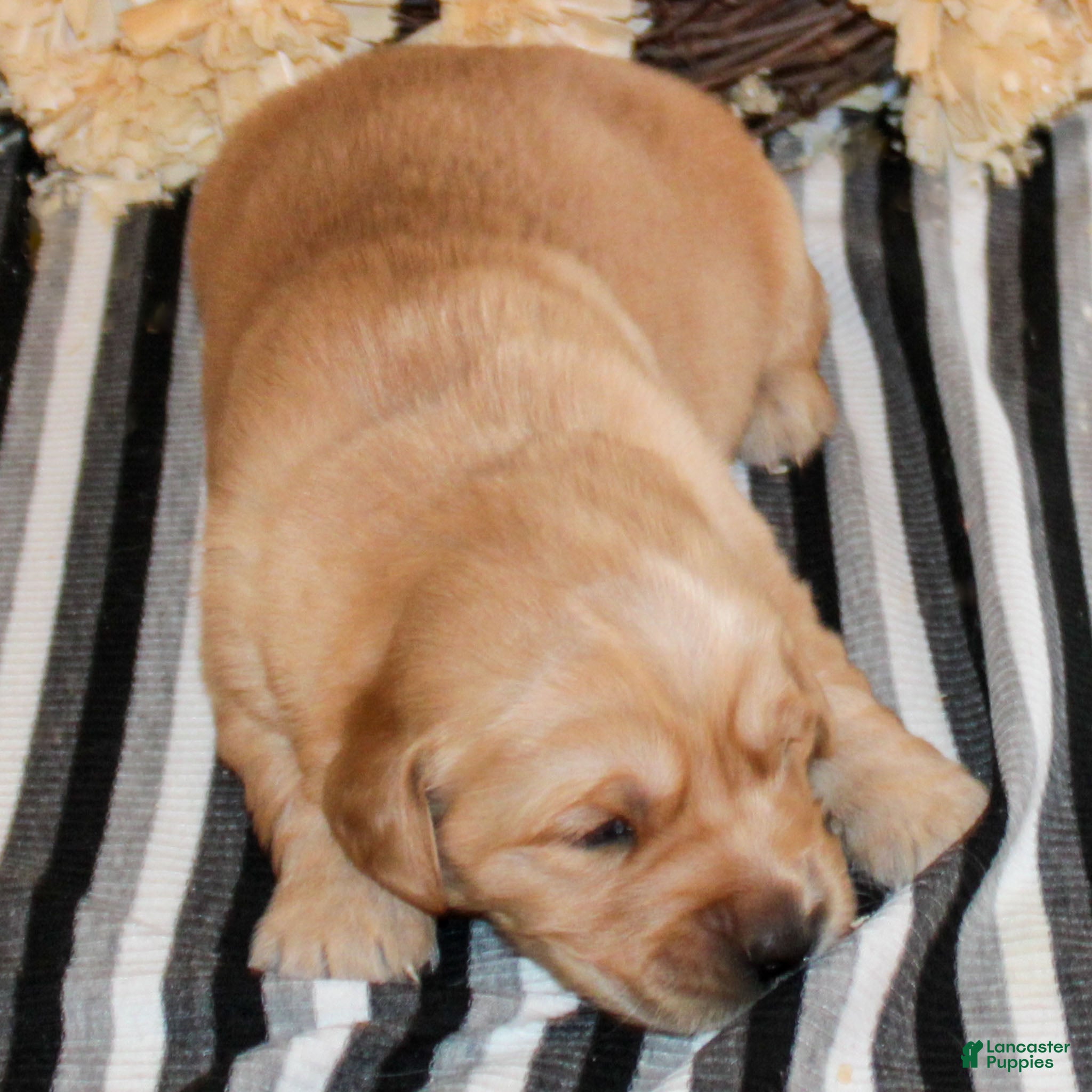 Golden Retriever dogs Frank Golden Retriever Puppy  - Ad 28