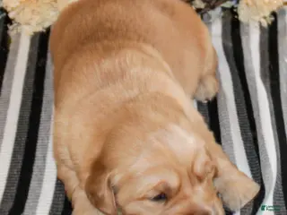 Golden Retriever dogs Frank Golden Retriever Puppy - Ad 28