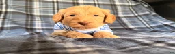 Goldendoodle dogs for sale: River - Ad 4