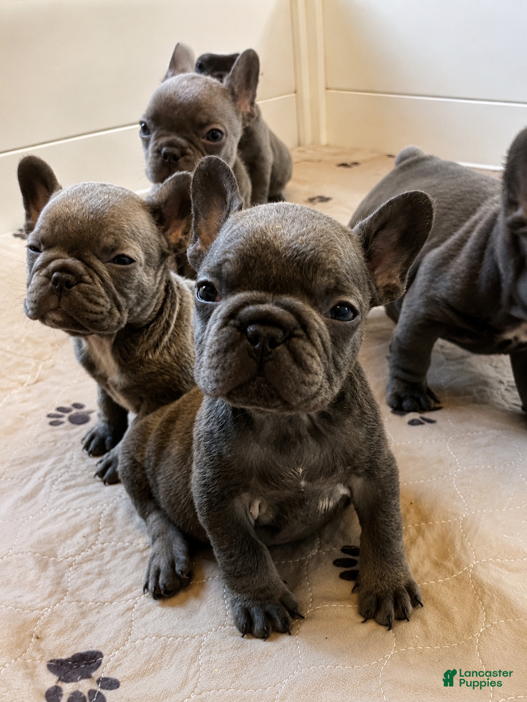 French Bulldog dogs Wilson - Ad 1