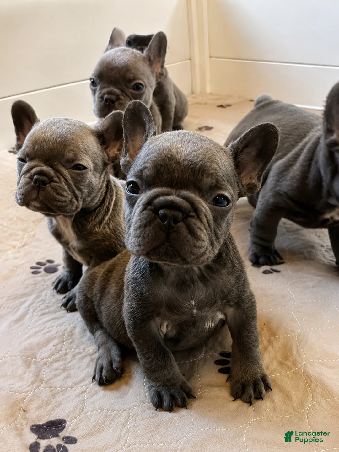 French Bulldog dogs for sale: Wilson - Ad 1