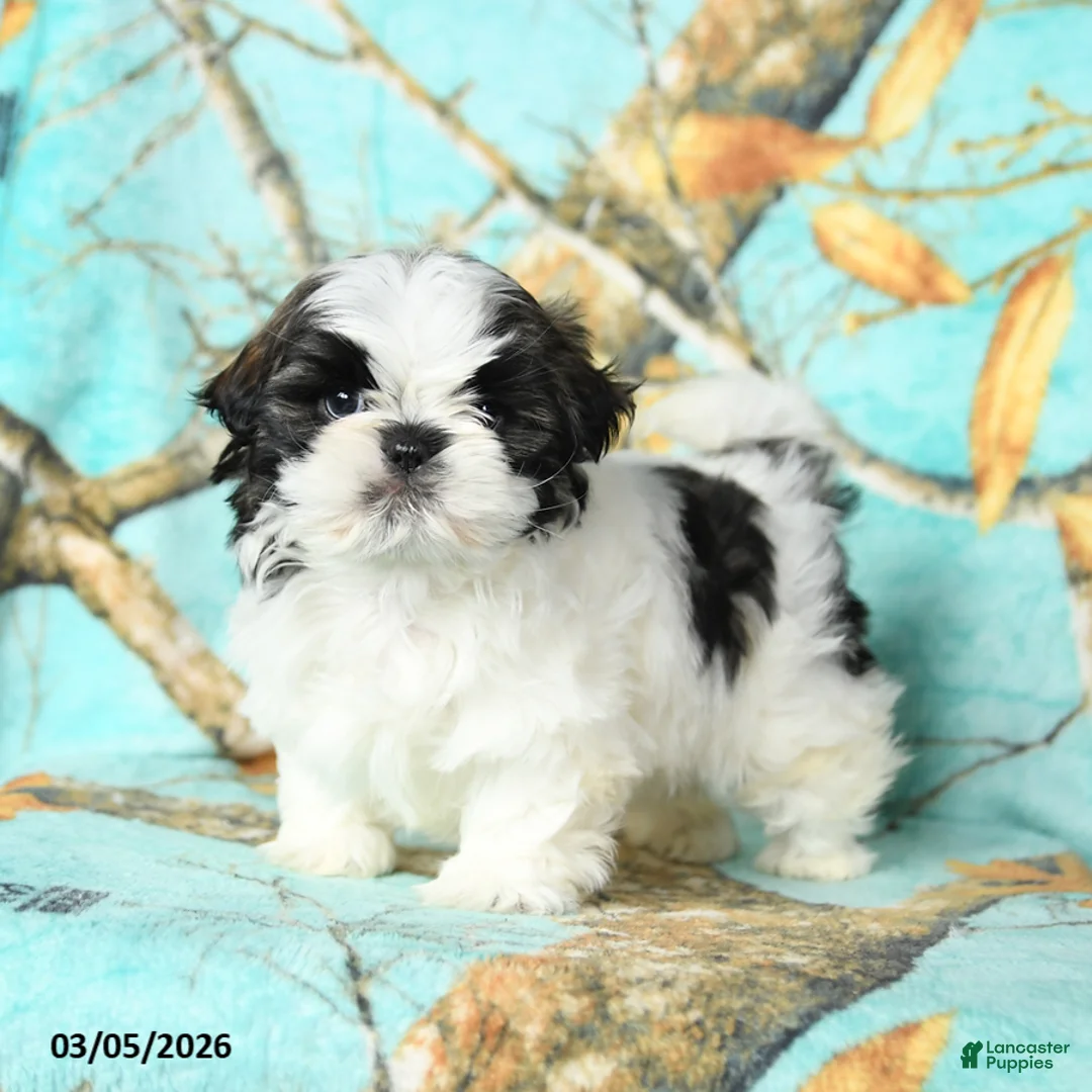 Shih Tzu dogs for sale: Tyler - Ad 1