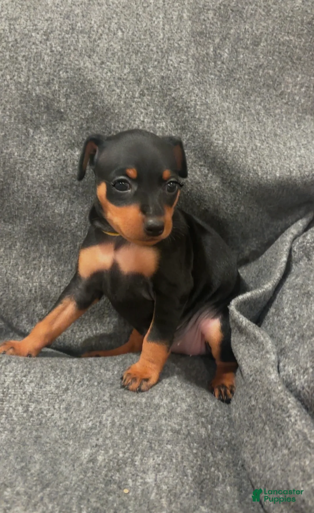Miniature Pinscher dogs for sale: Mocha  - Ad 1