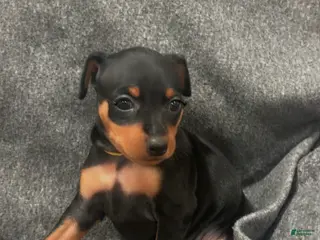 Miniature Pinscher dogs Mocha - Ad 41