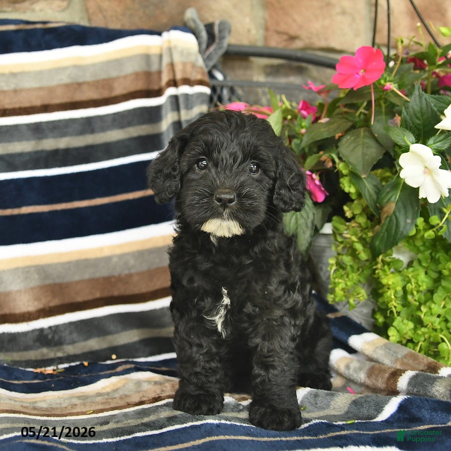 Mini Goldendoodle dogs Eve  - Ad 1