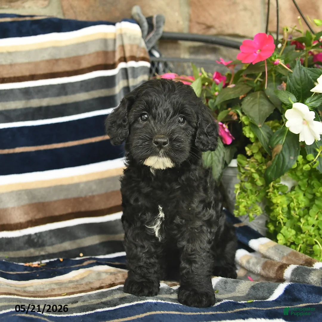 Mini Goldendoodle dogs for sale: Eve  - Ad 1