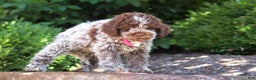 Lagotto Romagnolo dogs for sale: Mia - Ad 20